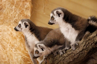 Ring-tailed Lemurs