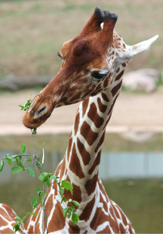 Světový den žiraf