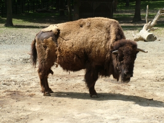 Bisons