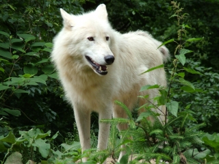 Wandering to the animals of north