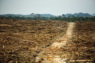 Den bez palmového oleje