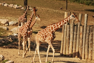 Obývákové komentované krmení žiraf