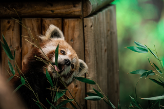 International Red Panda Day