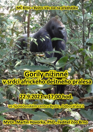 Gorily nížinné v srdci afrického deštného pralesa