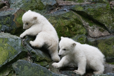 Eisbär