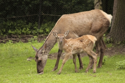 Altai Wapiti