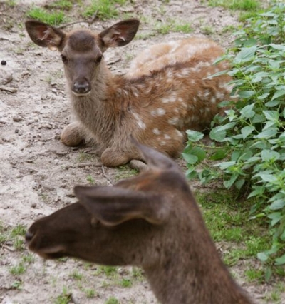 Altai Wapiti