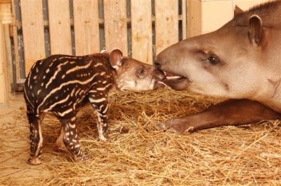 South American Tapir