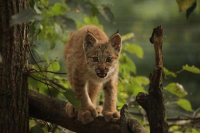 Canada Lynx