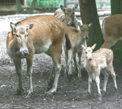 Père David's Deer 