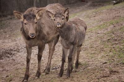 Altai-Maral