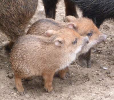 White-lipped Peccary