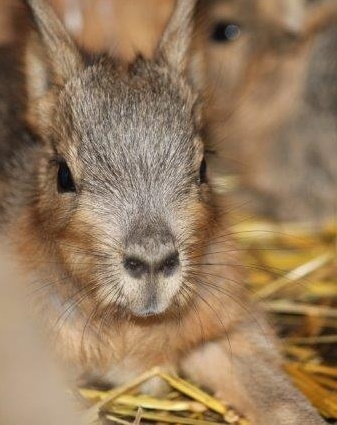 Patagonian Mara