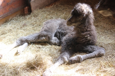 Bactrian Camel