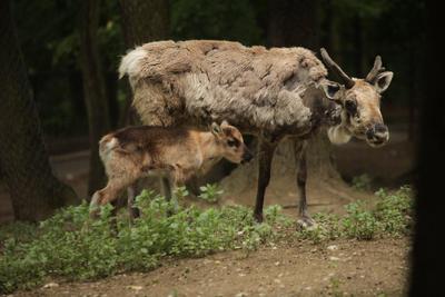 Reindeer