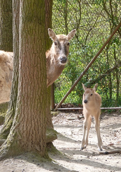 Pere David's Deer