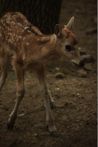 Pere David´s Deer