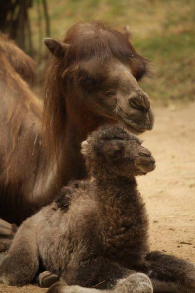 Bactrian Camel