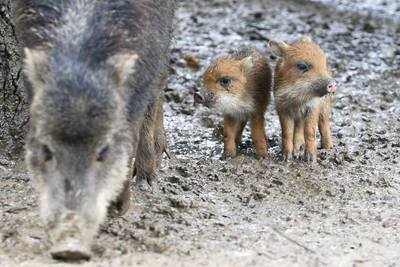 White-lipped Peccary