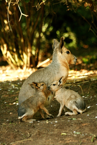 Patagonian Mara