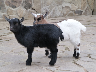 Домашняя коза – камерунская