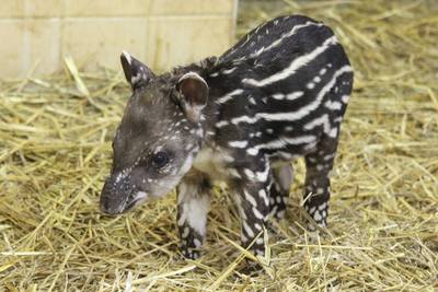 Flachlandtapir