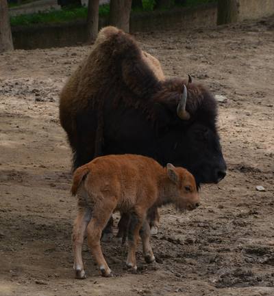 American Bison