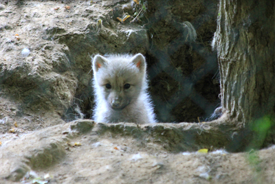 Arctic Wolf