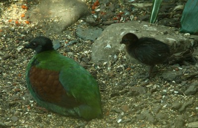 Emerald dove