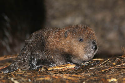 American Beaver