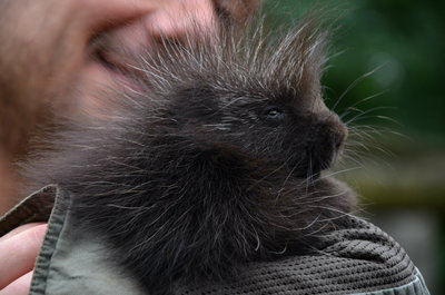 North American Porcupine