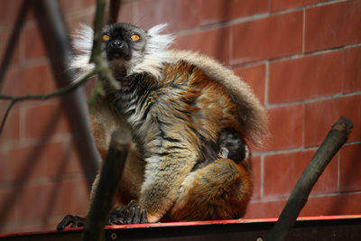 Black Lemur