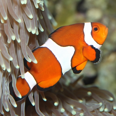 Clown Anemonefish