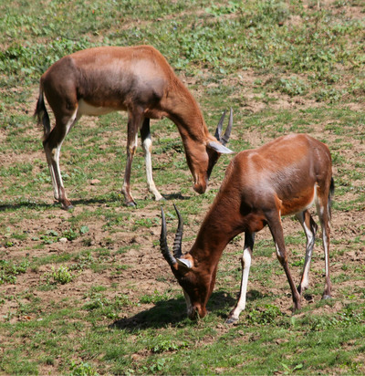 Blesbok