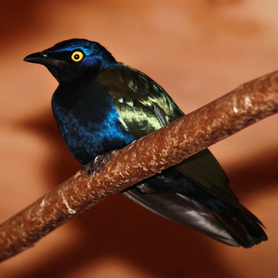 Purple Glossy-starling