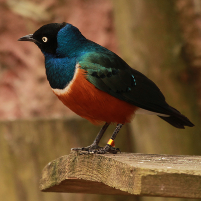 Superb Starling