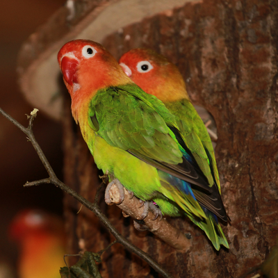 Fischer's Lovebird