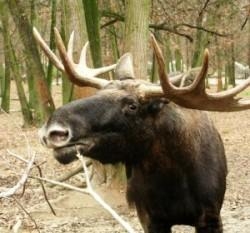 Eurasian Elk 