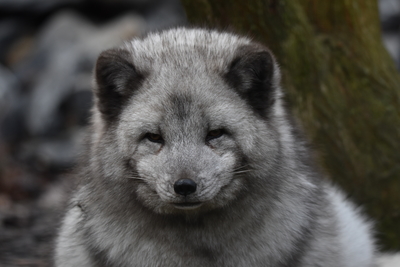 Arctic Fox