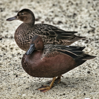 Cinnamon Teal