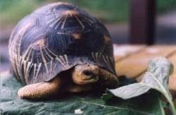 Radiated Tortoise