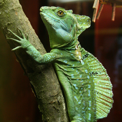 Green Crested Basilisk