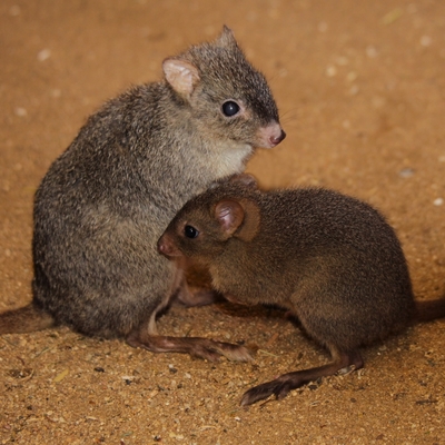 Woylie (Brush-tailed Bettong)