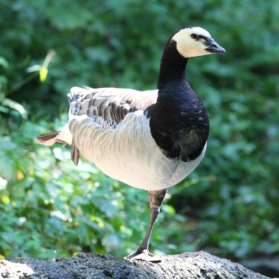 Barnacle Goose