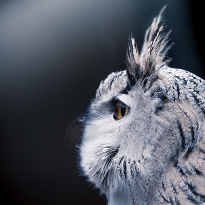 Eurasian Eagle-owl