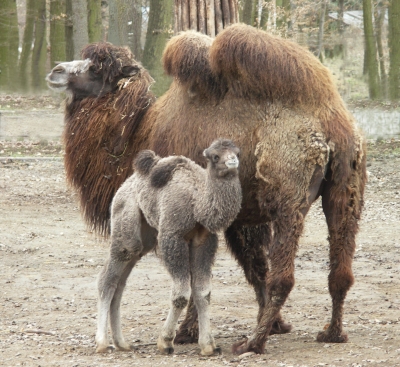 Bactrian Camel 