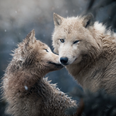 Vlk arktický 
