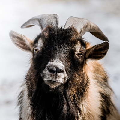 Pygmy Goat 