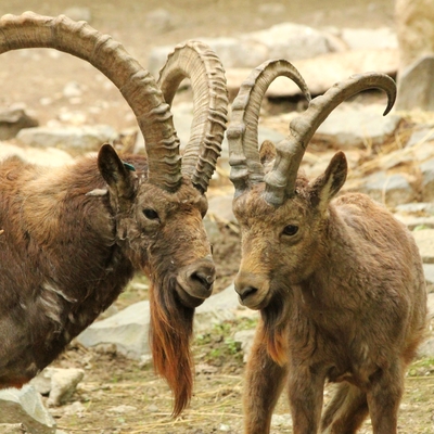 Siberian Ibex 