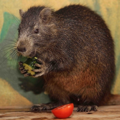 Desmarest´s Hutia